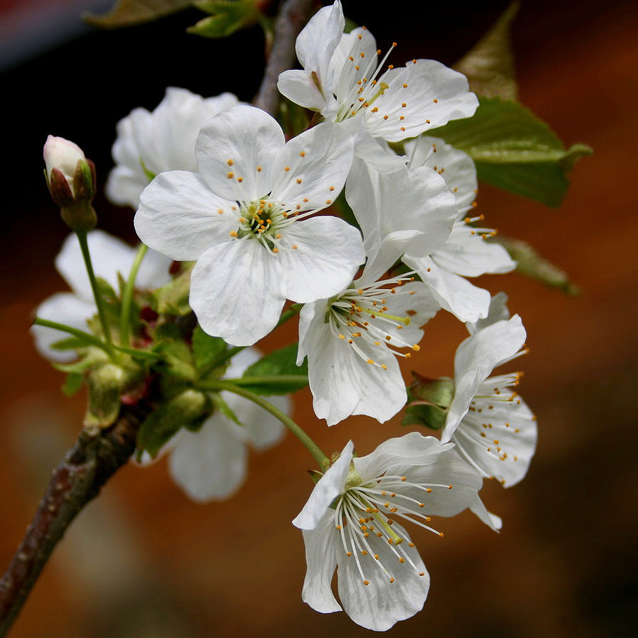 cherry_blossoms_by_svitakovaeva-d3dz7by